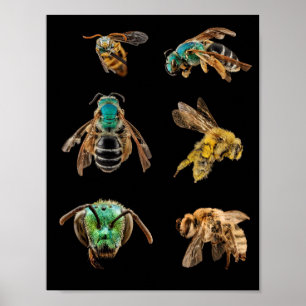 Bin Förstorade bilder fots kryp insektrare bin Poster