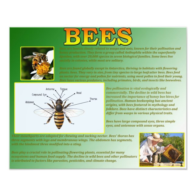 Bin Fototryck (Framsidan)