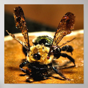 Bin från guld poster