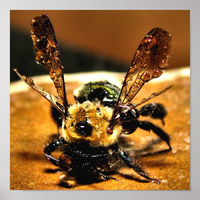 Bin från guld poster (Framsidan)