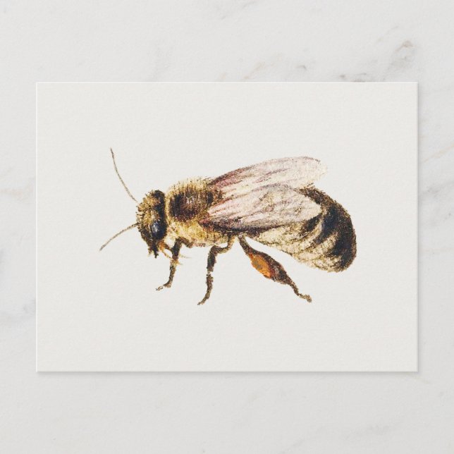 Bin från studier på nio Insektra, Jan van Kessel Vykort (Framsida)