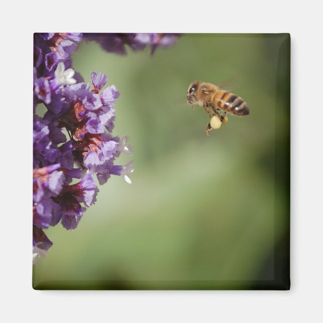 Bin i flygmagnet magnet (Framsidan)