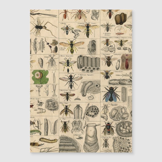 Bin Insekt Kryp Wasp Natural Natature Bees Paintin (Framsida)