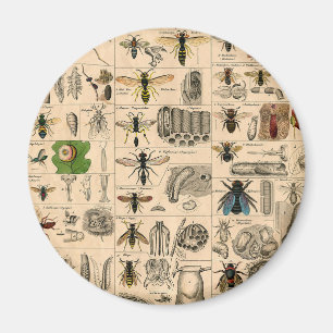 Bin Insekt Kryp Wasp Natural Natature Bees Paintin Magnet