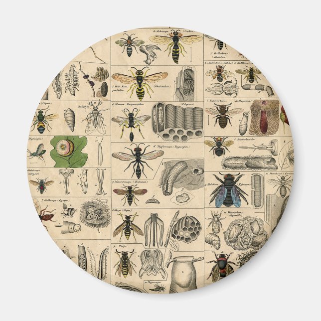 Bin Insekt Kryp Wasp Natural Natature Bees Paintin Magnet (Framsidan)