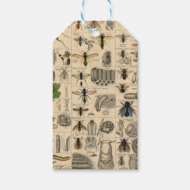 Bin Insekt Kryp Wasp Natural Natature Bees Paintin Presentetikett (Framsidan)