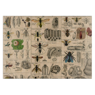 Bin Insekt Kryp Wasp Naturhistoriebin
