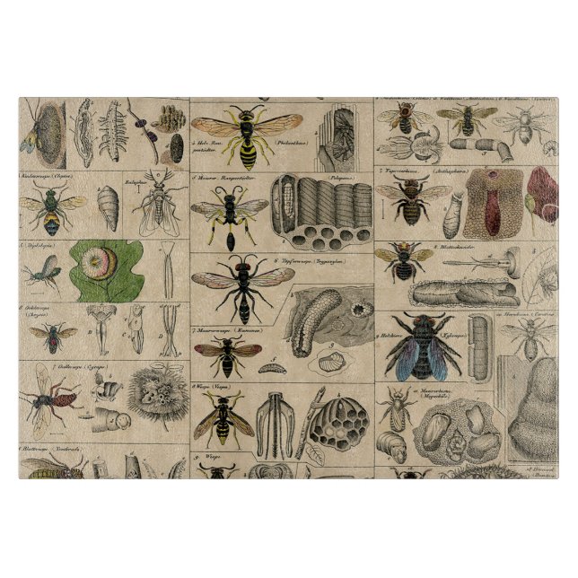 Bin Insekt Kryp Wasp Naturhistoriebin (Framsidan)
