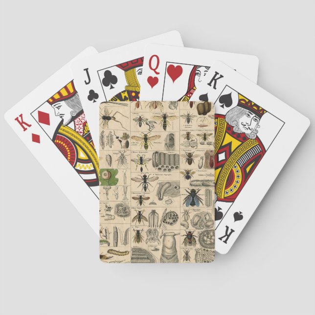 Bin Insekt Kryp Wasp Naturhistoriebin Casinokort (Baksidan)