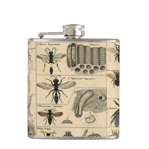 Bin Insekt Kryp Wasp Naturhistoriebin Fickplunta
