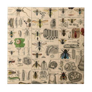 Bin Insekt Kryp Wasp Naturhistoriebin Kakelplatta