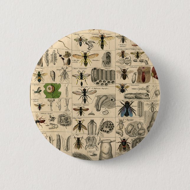 Bin Insekt Kryp Wasp Naturhistoriebin Knapp (Framsida)