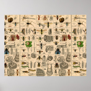 Bin Insekt Kryp Wasp Naturhistoriebin Poster