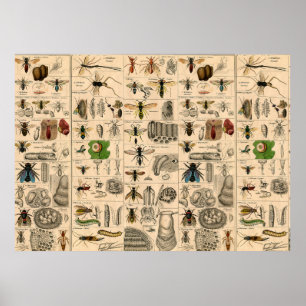 Bin Insekt Kryp Wasp Naturhistoriebin Poster