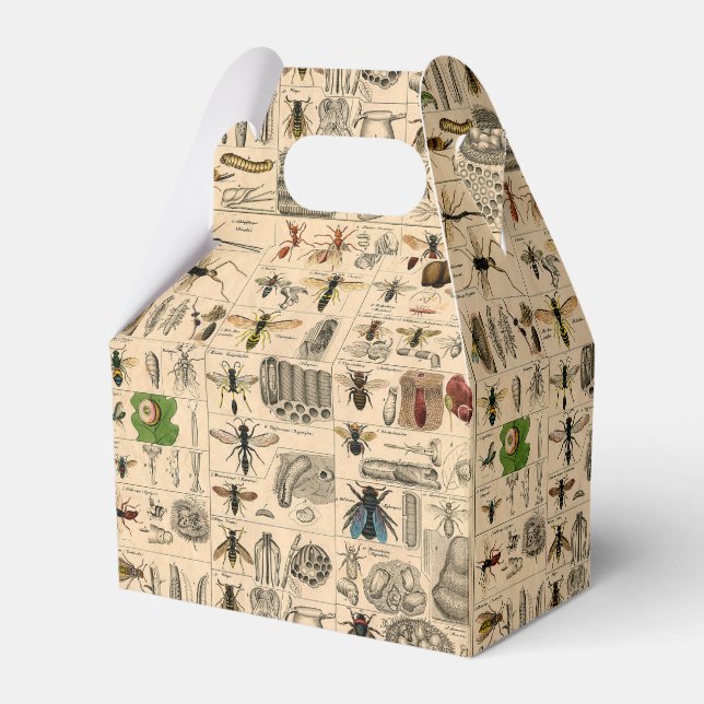 Bin Insekt Kryp Wasp Naturhistoriebin Presentaskar (Framsidan Sidan)