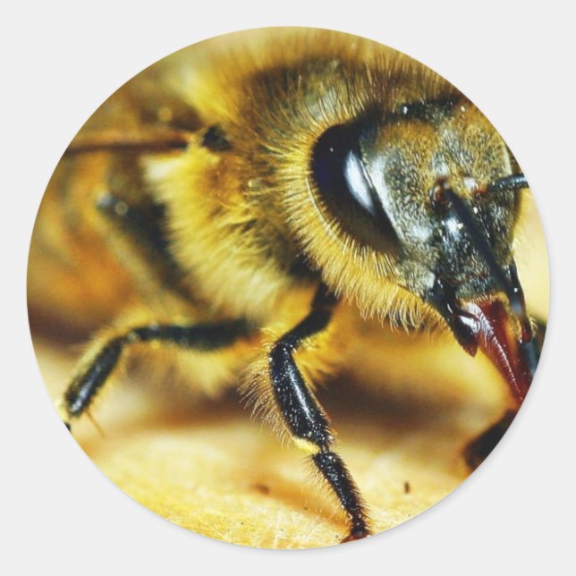 Bin Insektra Runt Klistermärke (Framsida)