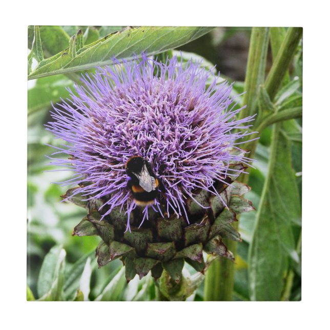 BIN KAKELPLATTA (Framsidan)