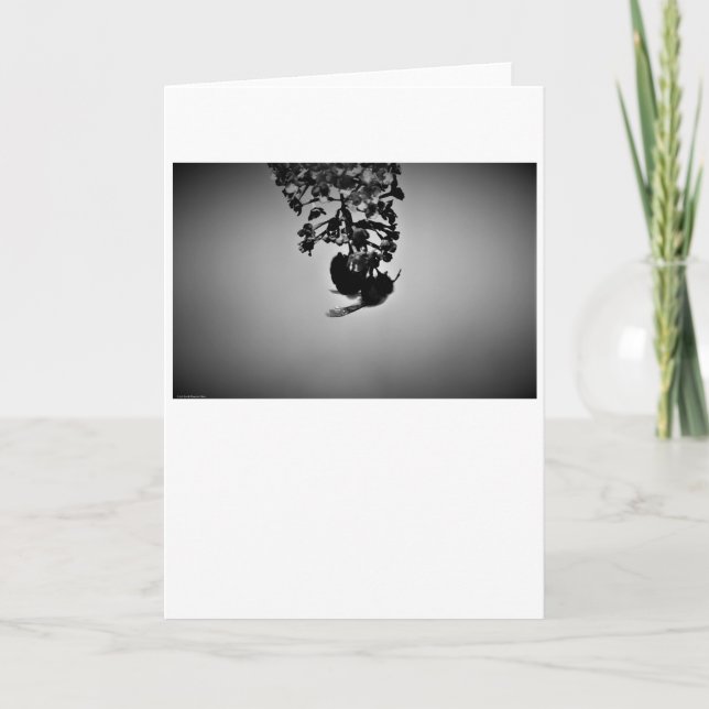 Bin, kort (Framsida)