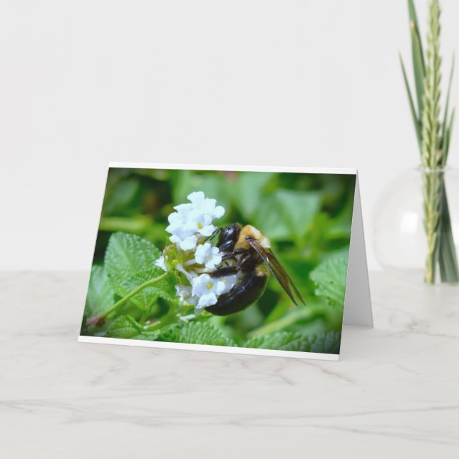 Bin, kort (Framsida)