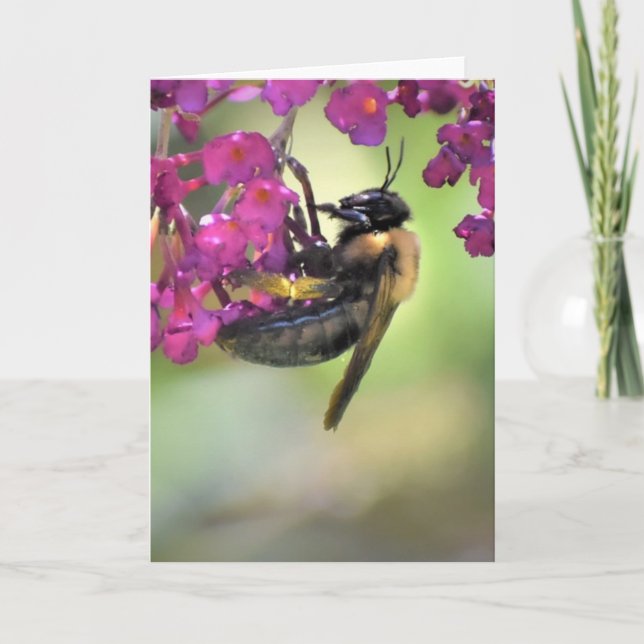 Bin, kort (Framsida)