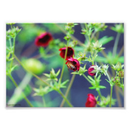Bin med rött blomma fototryck