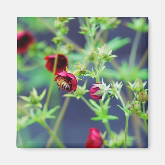Bin med rött blomma magnet (Framsidan)