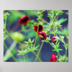 Bin med rött blomma poster