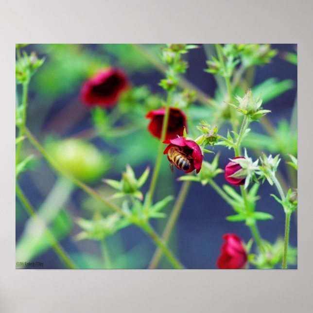 Bin med rött blomma poster (Framsidan)