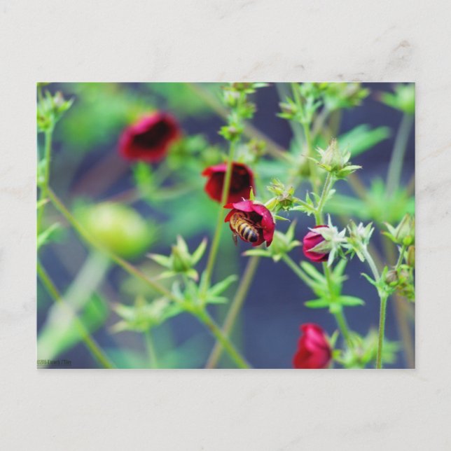 Bin med rött blomma vykort (Framsida)