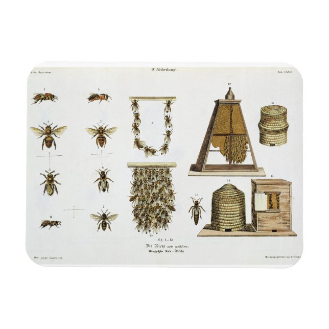 Bin och biodling från "The Young Landsman", s Magnet (Horisontell)