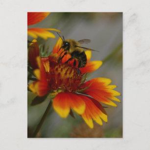 Bin- och blomstervykort vykort