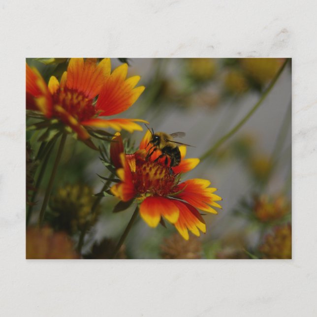 Bin- och blomstervykort vykort (Framsida)