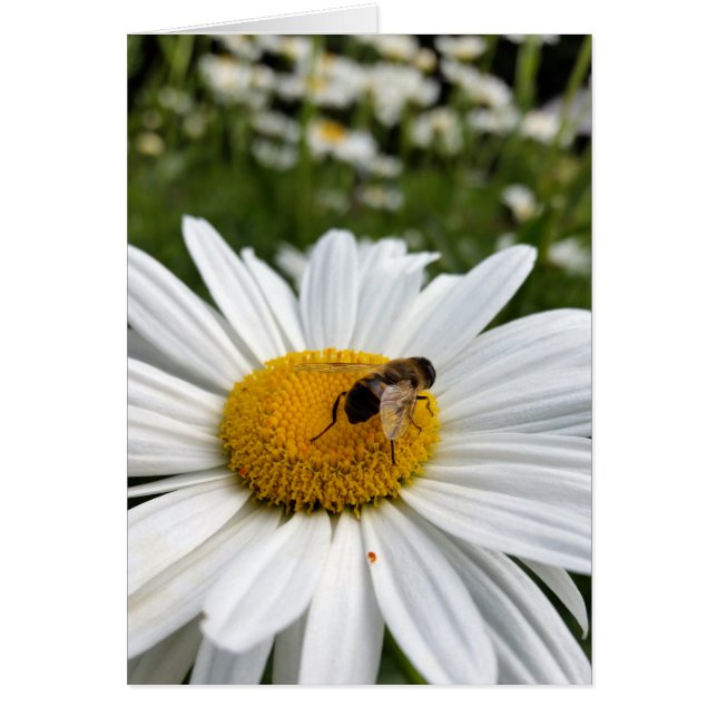 bin och daisy hälsningskort (Framsidan)