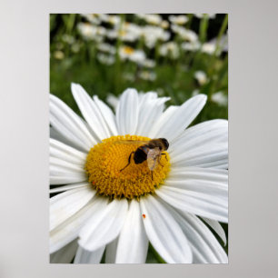 bin och daisy poster