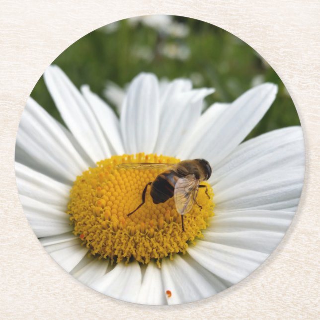 bin och daisy underlägg papper rund (Framsidan)