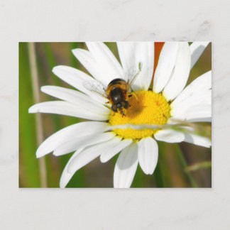 Bin- och Daisy-vykort Vykort