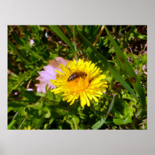 Bin och dandelion poster