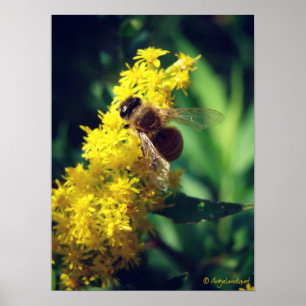 Bin och Goldenrod Poster