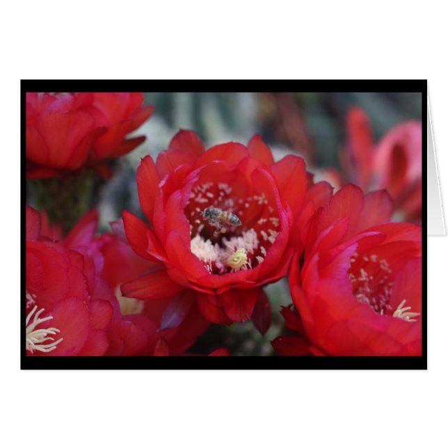 Bin och kaktus hälsningskort (Framsidan Horizontal)