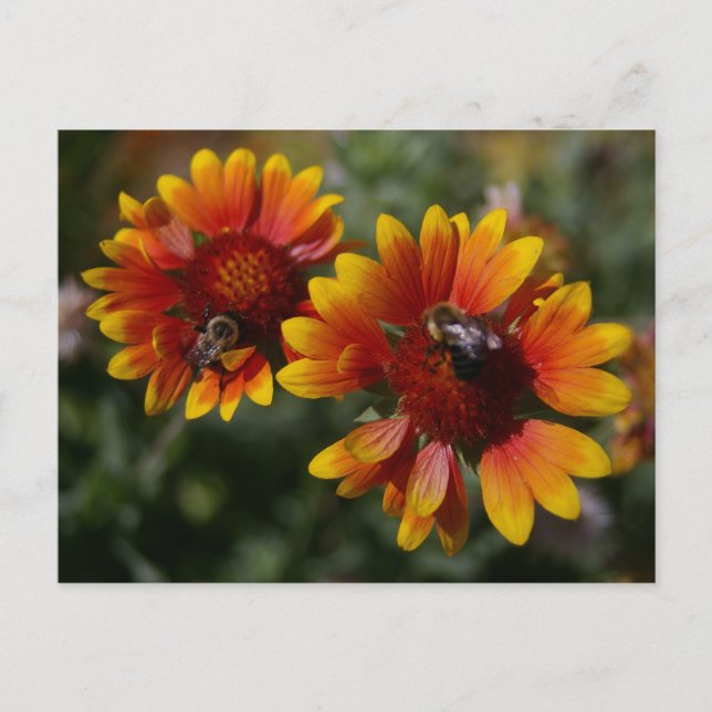 Bin och Orange Blommor vykort (Framsida)