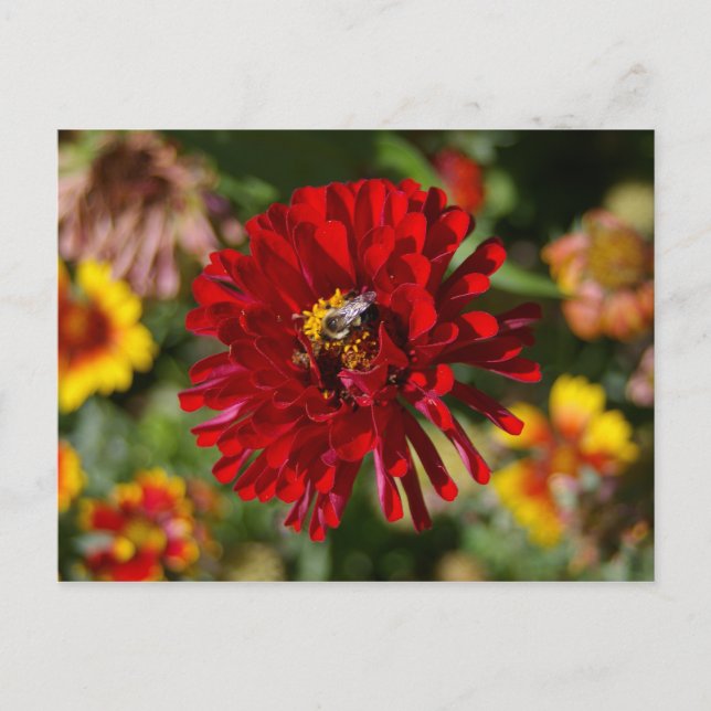 Bin- och Red Zinnia-vykort Vykort (Framsida)