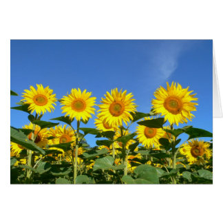 Bin och solblommor mot en brant Blå himmel Hälsningskort