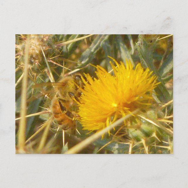 Bin och stjärna Thistle (Centaurea solstitialis) Vykort (Framsida)