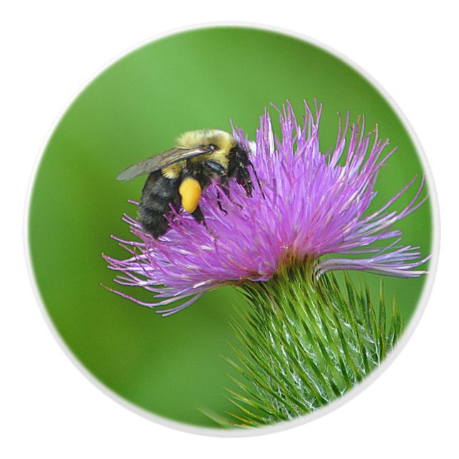 Bin och Thistle Ceramic Knob Knopp (Framsidan)
