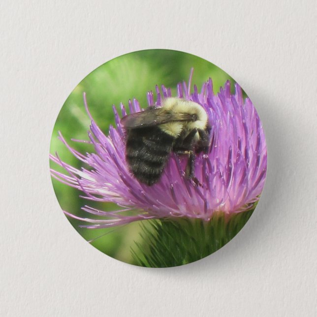 Bin och Thistle-knapp Knapp (Framsida)