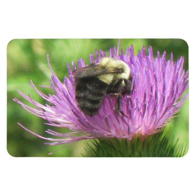 Bin och Thistle Magnet (Horisontell)