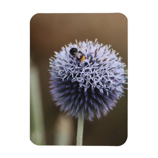 Bin på Allium magnet (Vertikal)