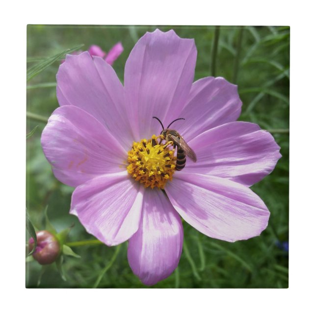 Bin på blomman kakelplatta (Framsidan)