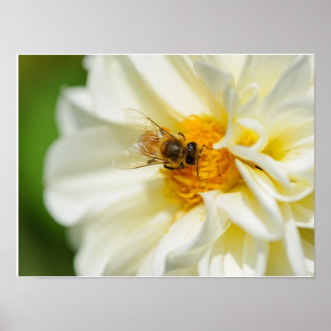 Bin på blomman poster (Framsidan)