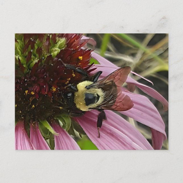 Bin på blomman vykort (Framsida)